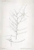 Angraecum expansum. Ботаническая иллюстрация из книги Du Petit-Thouars A. Louis Marie Aubert Orchidées des Iles Australes d'Afrique, 1822 г.