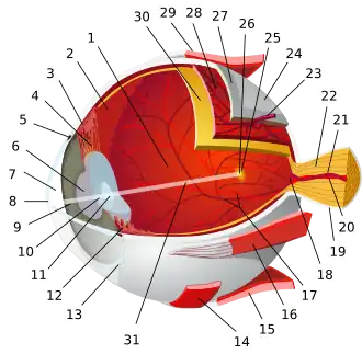Диаграмма глаза; вена сетчатки под номером 21.