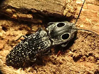 Щелкун глазчатый