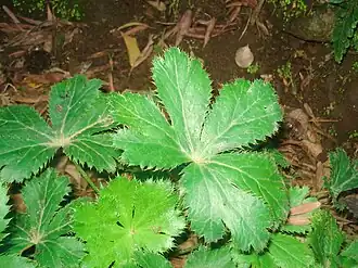 Sanicula azorica в ботаническом саду Фаяла