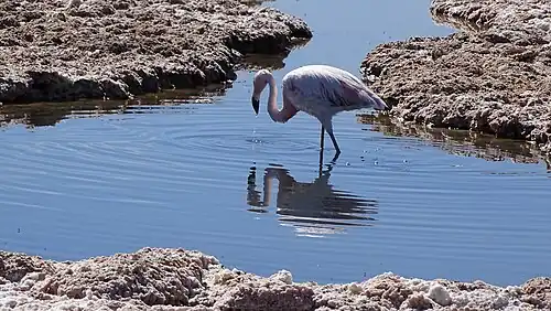 На озере Чаха