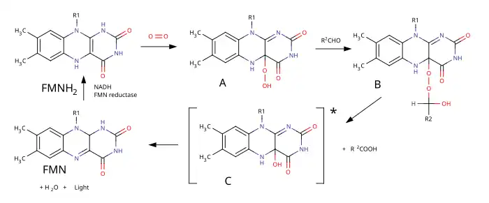 Механизм биолюминесценции бактерий:1. К молекуле FMNH2 присоединяется молекула кислорода с образованием гидропероксида A2. Гидропероксид A реагирует с альдегидом, образуя пероксиполуацеталь B3. Пероксиполуацеталь B претерпевает перегруппировку Байера-Вилигера с образованием карбоновой кислоты и эмиттера C — 4а-гидрокси-5-гидрофлавинмононуклеотида в возбуждённом состоянии4. Эмиттер C испускает квант света и отщепляет молекулу воды, образуя флавинмононуклеотид5. Флавинмононуклеотид FMN восстанавливается NADH до исходного FMN при катализе NAD(F) H: FMN-оксидоредуктазой
