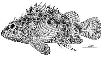 Scorpaenodes scaber