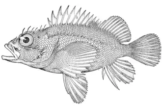 Scorpaenodes crossotus