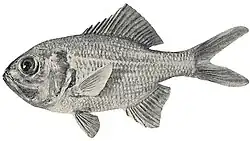 Австралийский красный берикс