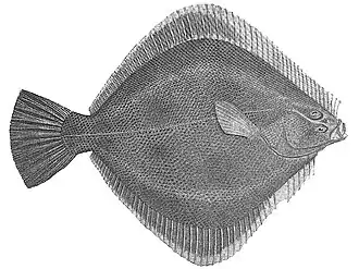 Песчаная ромбосолея (Rhombosolea plebeia)