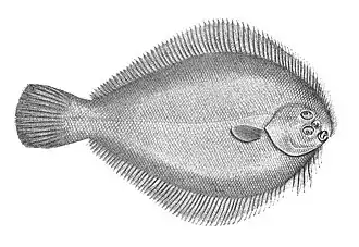 Ammotretis rostratus