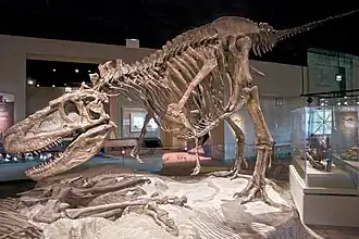 Скелет дасплетозавра, Филдовский музей естественной истории