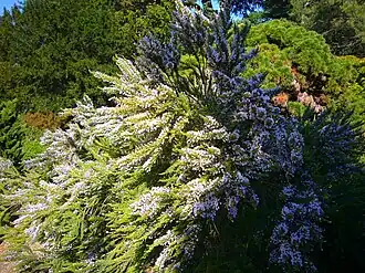 Фабиана черепитчатая