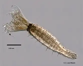 Fabricia stellaris