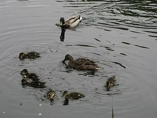 Утиная семья в большом верхнем пруду Демидовского парка, когда оно было ещё достаточно чистым (май 2010 г.).