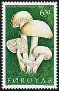 FR 305: гигроцибе белоснежная[англ.] (Hygrocybe virginea)