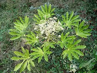 Цветущая фатсия японская