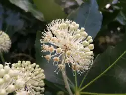 Фатсия японская (Fatsia japonica)