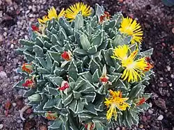 Faucaria bosscheana