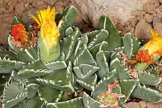 Faucaria subintegra