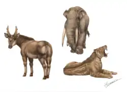 Слева Decennatherium (родственник окапи), сверху тетралофодон, справа махайрод.