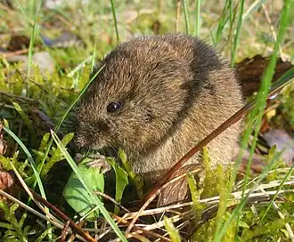 Microtus arvalis