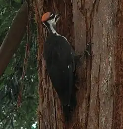 Молодая самка