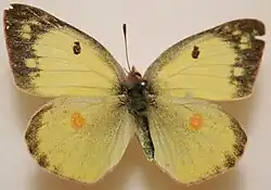 Colias philodice ♀