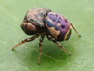 Самка Rhetenor texanus