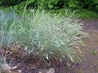 Овсяница пепельная (Festuca cinerea)