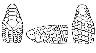 Голова Feylinia boulengeri (сверху, сбоку и снизу)