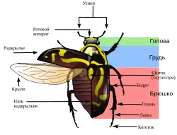 Жесткокрылые19 августа 2011