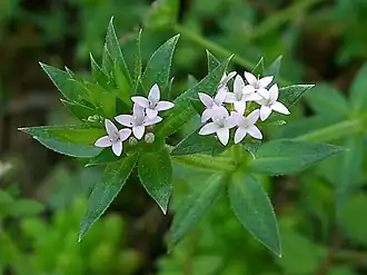 Верхушка побега, Лос-Анджелес