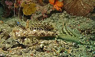 Dactylopus dactylopus