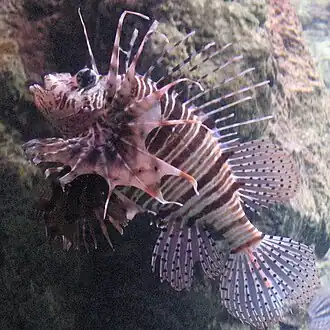 Pterois mombasae
