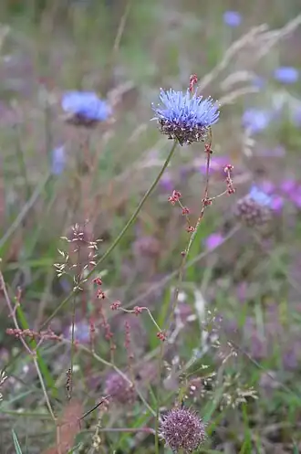 Букашник горный