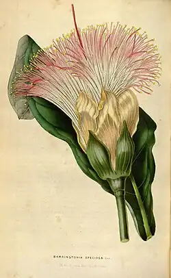 Баррингтония азиатская