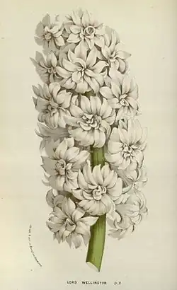 Гиацинтовая лихорадка8 ноября 2015 года