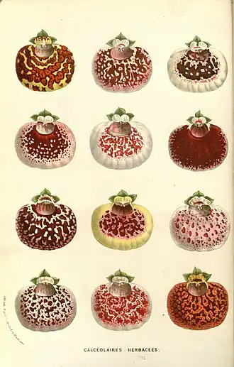 Типовой род Calceolaria