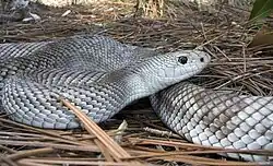 Pituophis melanoleucus melanoleucus