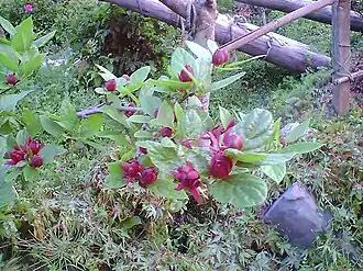 Каликант цветущий. Типовой вид типового рода. Общий вид цветущего растения