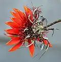 Цветки Erythrina variegata. Калькутта, Индия