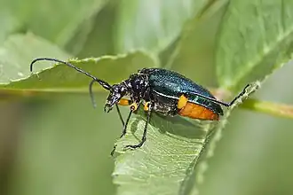 Pseudogaurotina cressoni