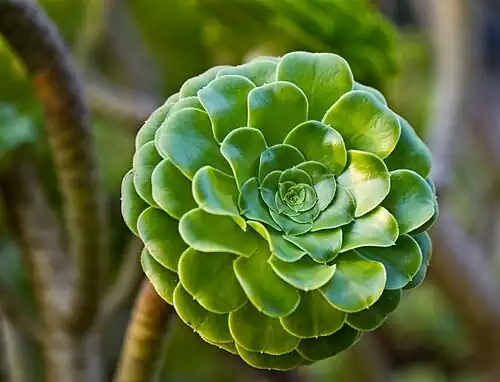 Эониум древовидный