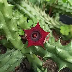 Huernia schneideriana