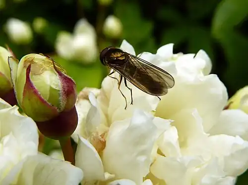 Муха на цветке. Данстер.