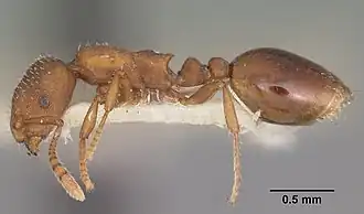 Formicoxenus diversipilosus