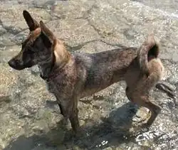 Тайваньская собака