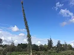 Изгогнутый ствол