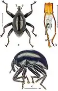 Trigonopterus obsidianus