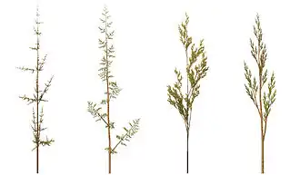 Растения, созданные с использованием L-system в 3D.