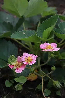 Земляника садовая, декоративный сорт «Уралочка Розовая»