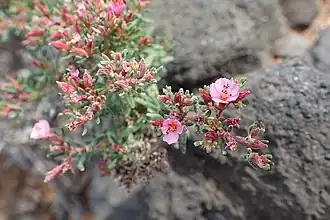 Общий вид растения