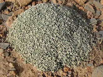 Anabasis aretioides Moq. & Coss. ex Bunge